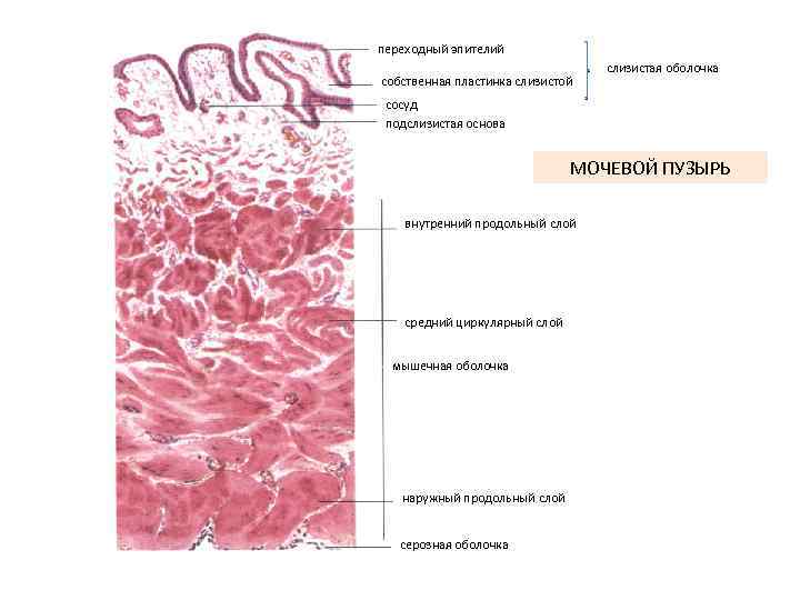 переходный эпителий собственная пластинка слизистой слизистая оболочка сосуд подслизистая основа МОЧЕВОЙ ПУЗЫРЬ внутренний продольный