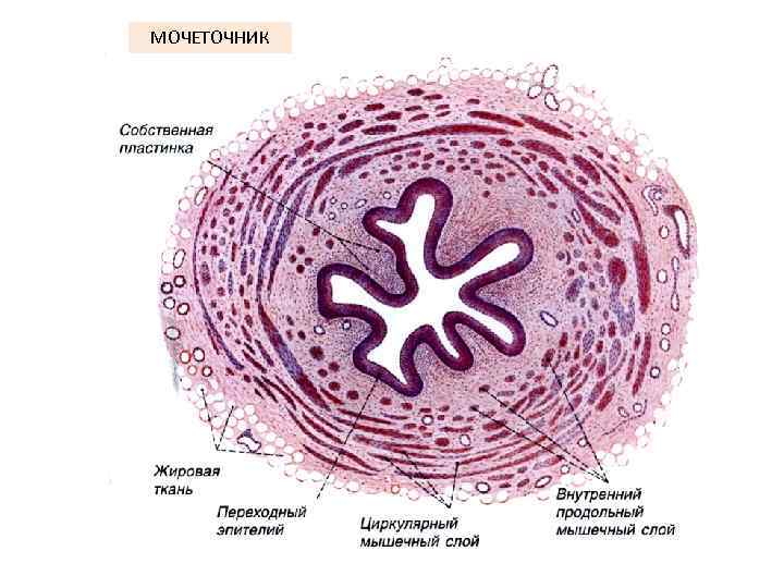 МОЧЕТОЧНИК 