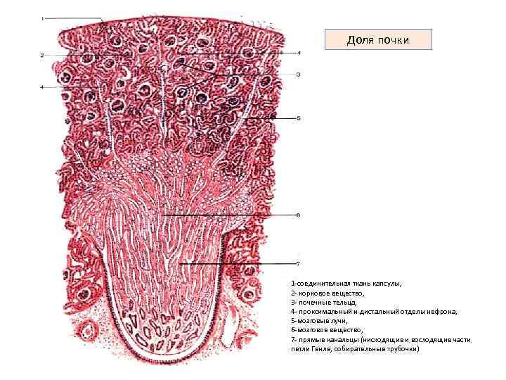 Доля почки 1 -соединительная ткань капсулы, 2 - корковое вещество, 3 - почечные тельца,