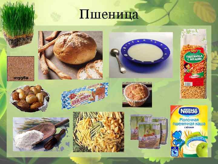 Пшеница 