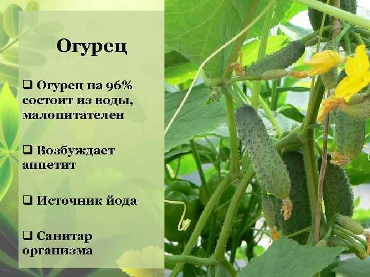 Презентация про огурец