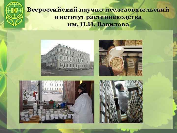 Всероссийский научно-исследовательский институт растениеводства им. Н. И. Вавилова 