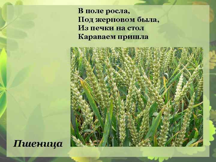 В поле росла, Под жерновом была, Из печки на стол Караваем пришла Пшеница 