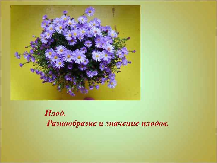 Плод. Разнообразие и значение плодов. 