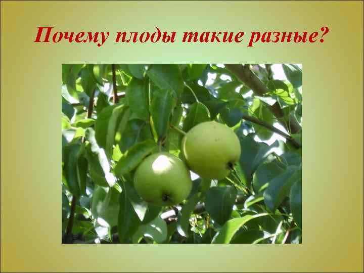 Почему плоды такие разные? 