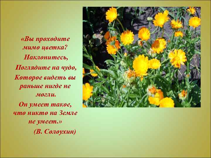  «Вы проходите мимо цветка? Наклонитесь, Поглядите на чудо, Которое видеть вы раньше нигде