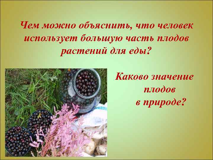 Чем можно объяснить, что человек использует большую часть плодов растений для еды? Каково значение