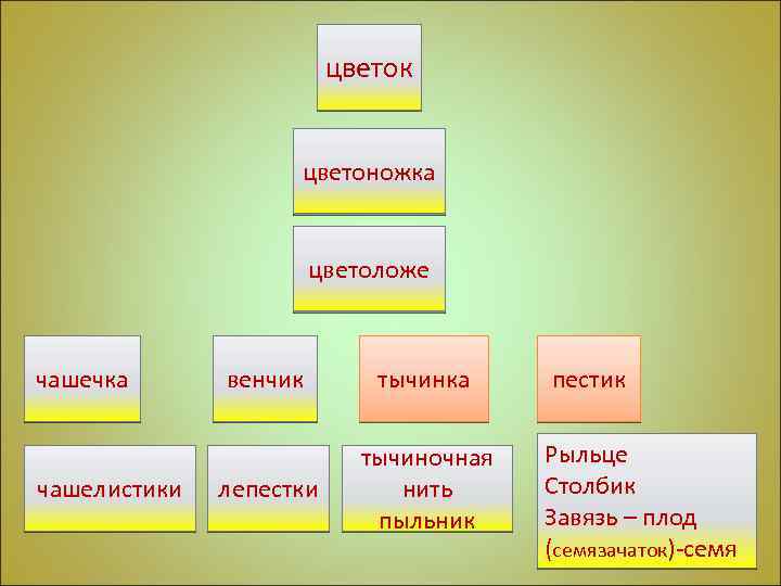 цветок цветоножка цветоложе чашечка чашелистики венчик тычинка лепестки тычиночная нить пыльник пестик Рыльце Столбик