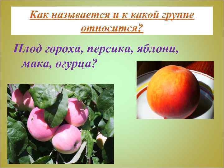 Как называется и к какой группе относится? Плод гороха, персика, яблони, мака, огурца? 