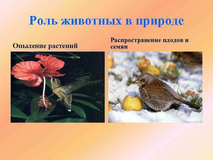 Роль животных в природе Опыление растений Распространение плодов и семян 