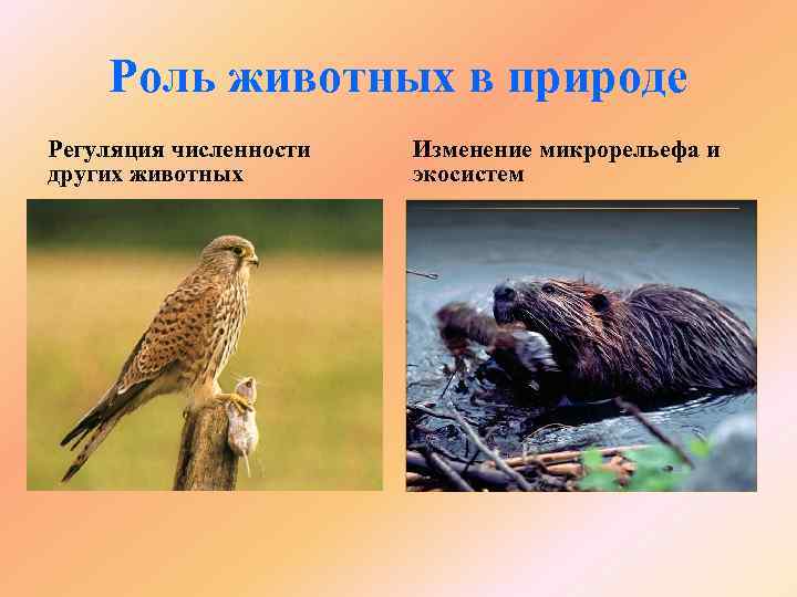 Роль животных в природе Регуляция численности других животных Изменение микрорельефа и экосистем 