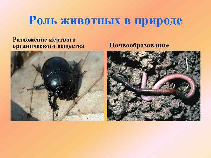 Роль животных в природе Разложение мертвого органического вещества Почвообразование 