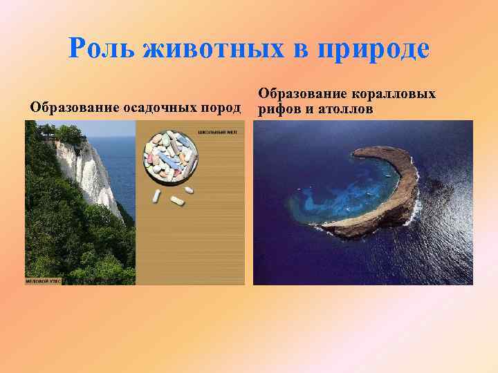 Роль животных в природе Образование осадочных пород Образование коралловых рифов и атоллов 