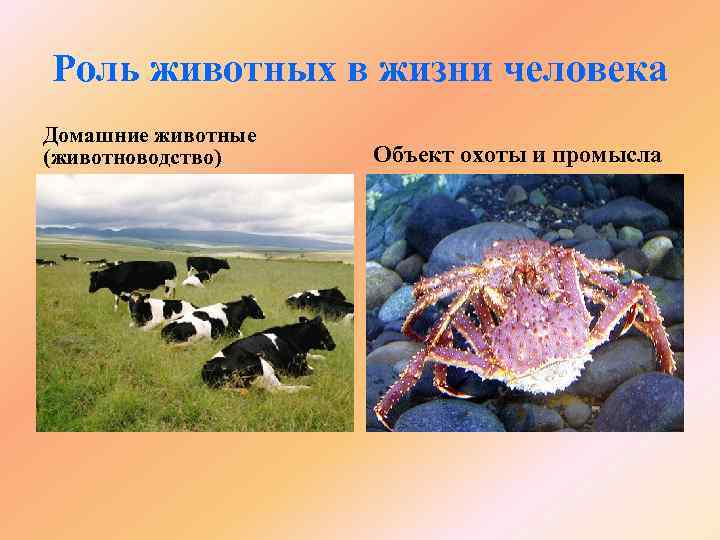 Роль животных в жизни человека Домашние животные (животноводство) Объект охоты и промысла 