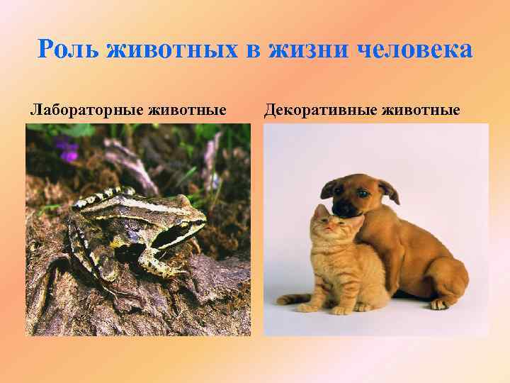 Роль животных в жизни человека Лабораторные животные Декоративные животные 