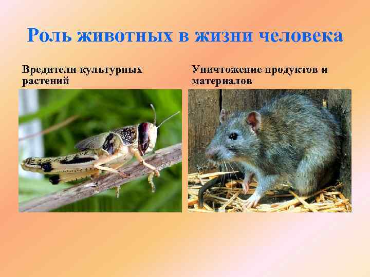 Роль животных в жизни человека Вредители культурных растений Уничтожение продуктов и материалов 