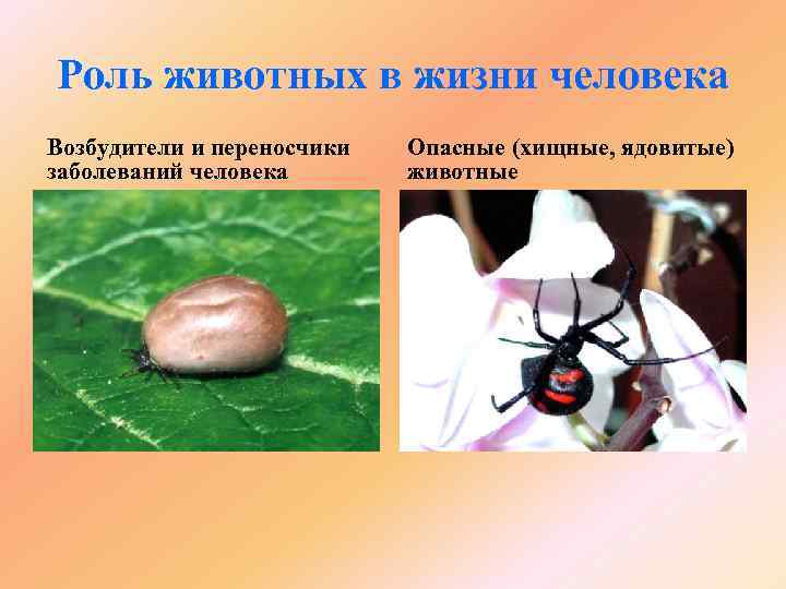 Роль животных в жизни человека Возбудители и переносчики заболеваний человека Опасные (хищные, ядовитые) животные