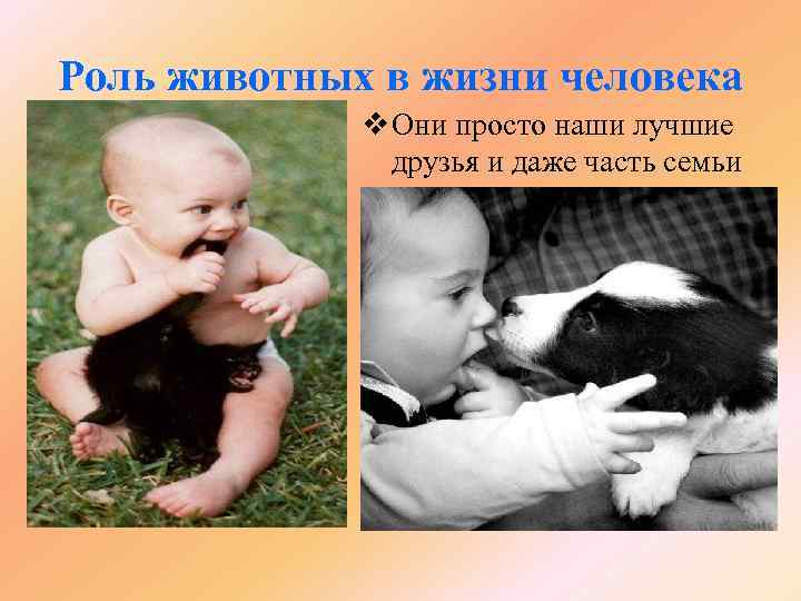 Роль животных в жизни человека v Они просто наши лучшие друзья и даже часть