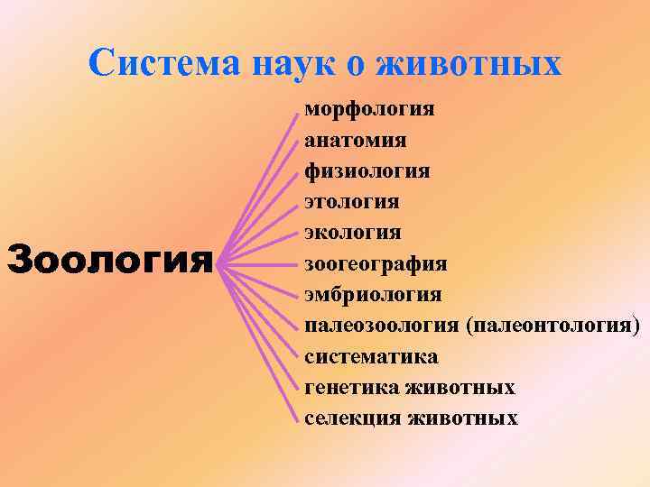 Система наук о животных Зоология морфология анатомия физиология этология экология зоогеография эмбриология палеозоология (палеонтология)