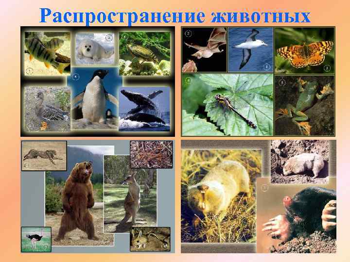 Распространение животных 
