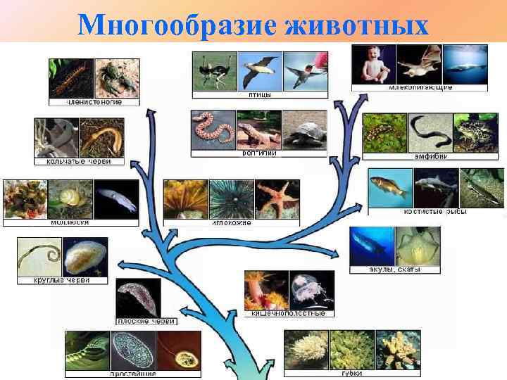 Многообразие животных 