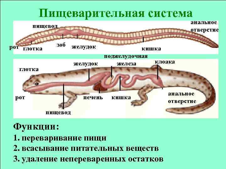 Схема какой системы органов животных показана на рисунке 3 пищеварительная выделительная нервная