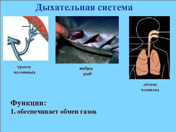 Рыба дышащая легкими. Система органов дыхательная (жабры). Дыхательная система насекомых трахеи. Дыхательная система система рыб. Органы дыхательной системы у рыб.
