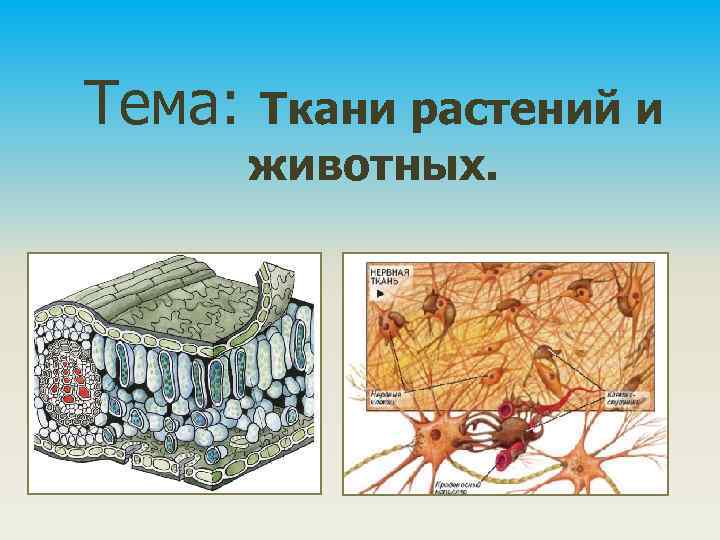 Тема: Ткани растений и животных. 