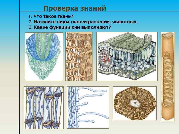 Проверка знаний 1. Что такое ткань? 2. Назовите виды тканей растений, животных. 3. Какие