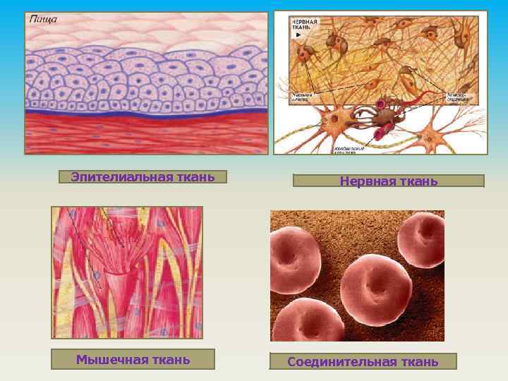 Эпителиальная ткань Мышечная ткань Нервная ткань Соединительная ткань 