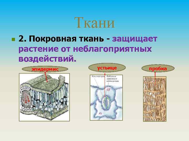Ткани n 2. Покровная ткань - защищает растение от неблагоприятных воздействий. эпидермис устьице пробка