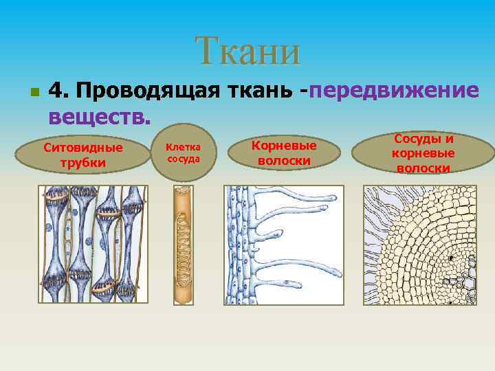 Ткани n 4. Проводящая ткань -передвижение веществ. Ситовидные трубки Клетка сосуда Корневые волоски Сосуды