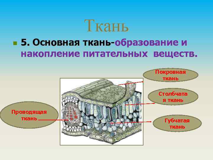 Ткань n 5. Основная ткань-образование и накопление питательных веществ. Покровная ткань Столбчата я ткань