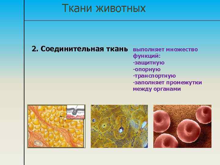 Ткани животных 2. Соединительная ткань выполняет множество функций: -защитную -опорную -транспортную -заполняет промежутки между