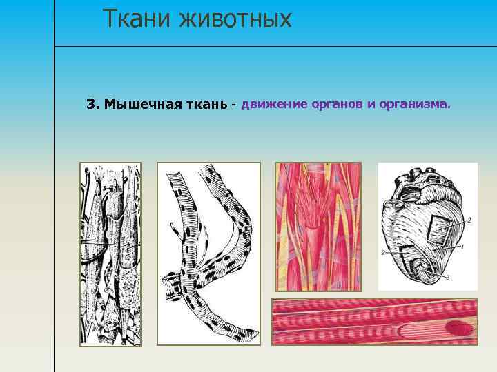Ткани животных 3. Мышечная ткань - движение органов и организма. 