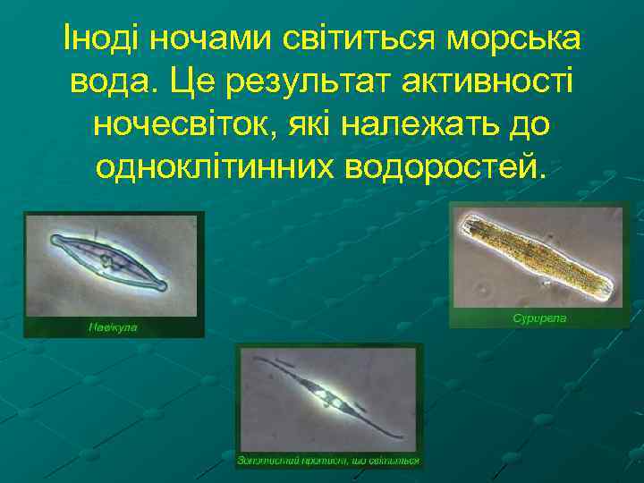 Іноді ночами світиться морська вода. Це результат активності ночесвіток, які належать до одноклітинних водоростей.