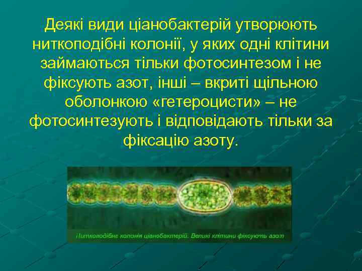 Деякі види ціанобактерій утворюють ниткоподібні колонії, у яких одні клітини займаються тільки фотосинтезом і