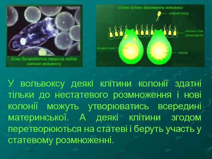 У вольвоксу деякі клітини колонії здатні тільки до нестатевого розмноження і нові колонії можуть