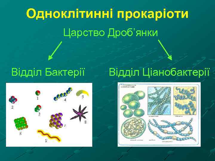 Одноклітинні прокаріоти Царство Дроб’янки Відділ Бактерії Відділ Ціанобактерії 