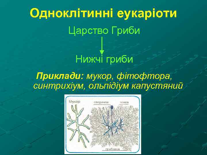 Одноклітинні еукаріоти Царство Гриби Нижчі гриби Приклади: мукор, фітофтора, синтрихіум, ольпідіум капустяний 