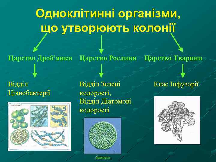 Одноклітинні організми, що утворюють колонії Царство Дроб’янки Царство Рослини Відділ Ціанобактерії Відділ Зелені водорості,
