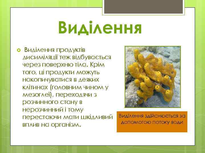 Виділення продуктів дисиміляції теж відбувається через поверхню тіла. Крім того, ці продукти можуть накопичуватися