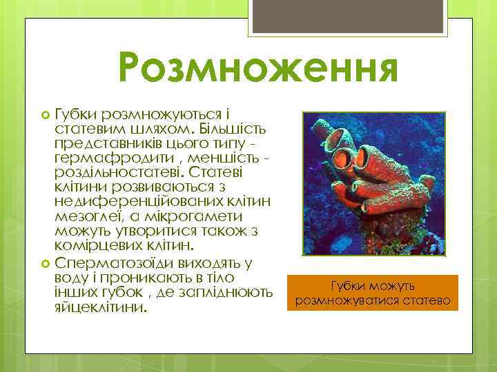 Розмноження Губки розмножуються і статевим шляхом. Більшість представників цього типу гермафродити , меншість роздільностатеві.