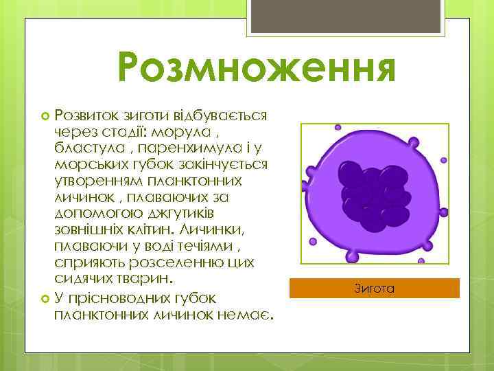 Розмноження Розвиток зиготи відбувається через стадії: морула , бластула , паренхимула і у морських
