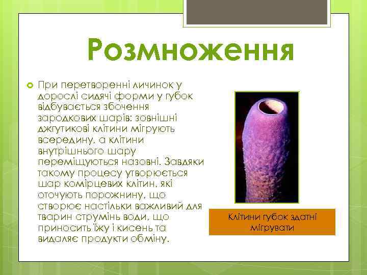 Розмноження При перетворенні личинок у дорослі сидячі форми у губок відбувається збочення зародкових шарів: