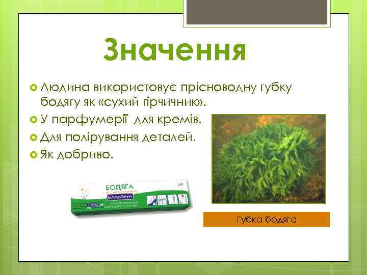 Значення Людина використовує прісноводну губку бодягу як «сухий гірчичник» . У парфумерії для кремів.