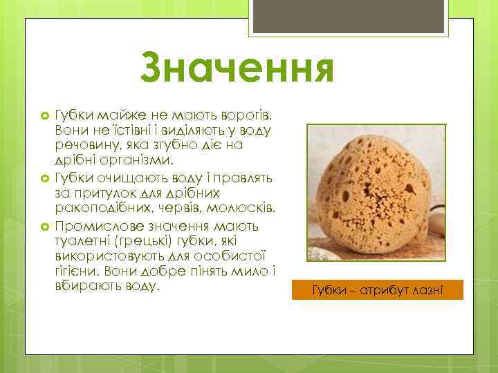 Значення Губки майже не мають ворогів. Вони не їстівні і виділяють у воду речовину,