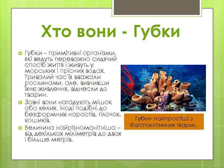 Хто вони - Губки – примітивні організми, які ведуть переважно сидячий спосіб життя і