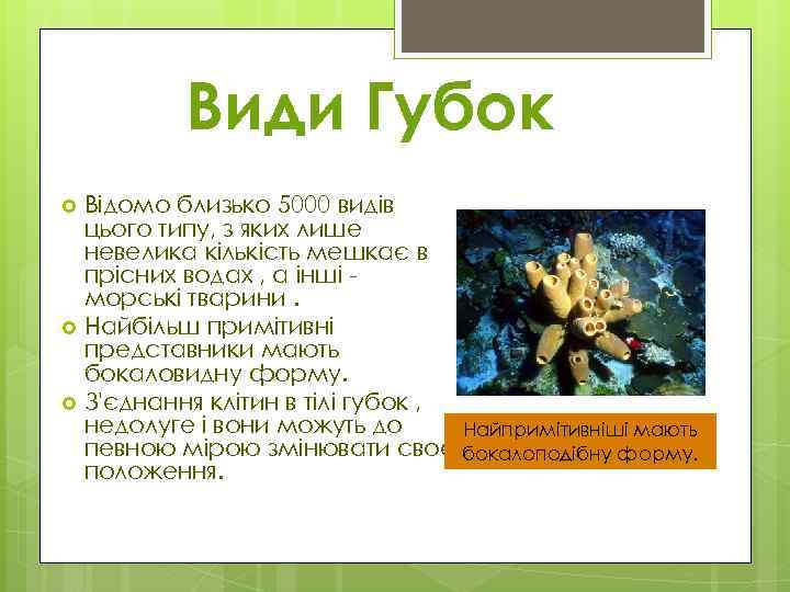 Види Губок Відомо близько 5000 видів цього типу, з яких лише невелика кількість мешкає