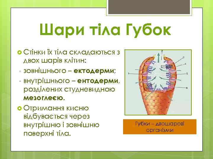 Шари тіла Губок Стінки їх тіла складаються з двох шарів клітин: - зовнішнього –
